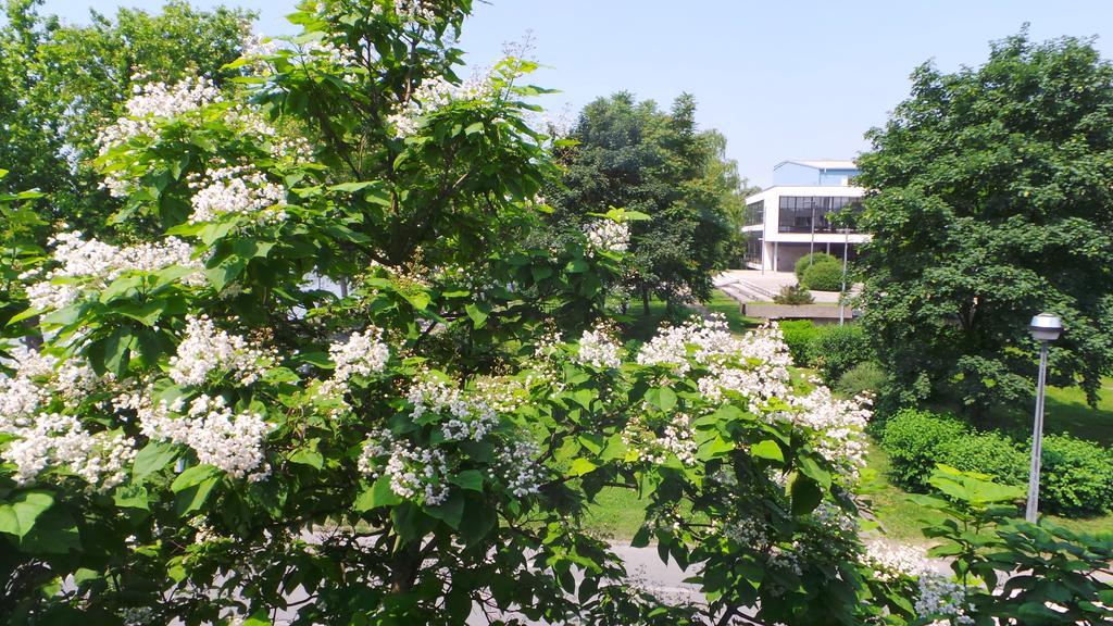סלאבונסקי ברוד Hostel Levicki חדר תמונה